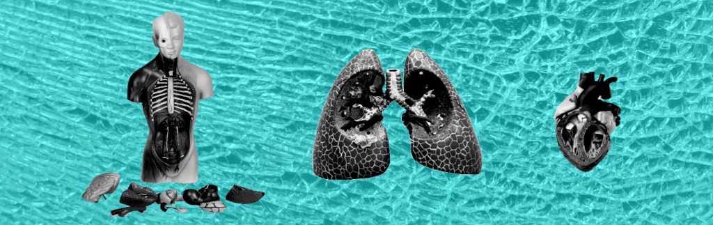 Black and white images of anatomical models of a torso, lungs and a heart.